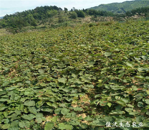 基地風(fēng)貌