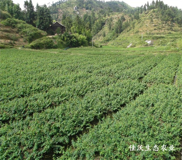 基地風(fēng)貌