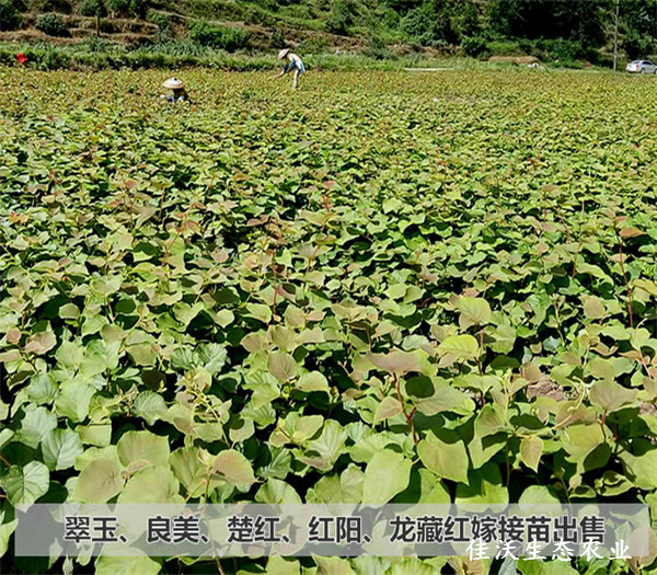 基地風(fēng)貌